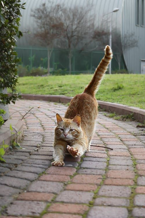 yoga_gatto